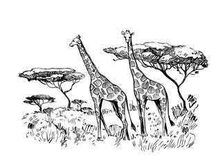 Sketch of the African savanna, landscape with giraffes and trees. Black outline on white background.  Hand drawn illustration converted to vector. © aksol