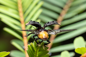 Mango Seed Weevil ready to fly stock photo