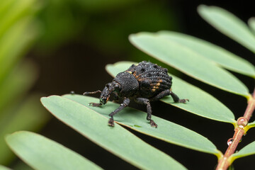 Mango Seed Weevil walking on leafs