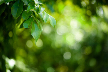 Fototapeta na wymiar Green leaf for nature on blurred background.