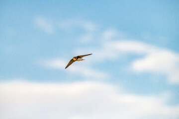 Fototapeta na wymiar Bank Swallow Riparia riparia in Flight with lots of room for a title