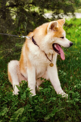 Akita Inu dog sitting happy in green forest with small yellow ball.