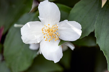 tree blossom, nacka, sverige, sweden,sverige