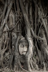 Buddha Head In Root Of Tree, Wat Mahathat Temple In Phra Nakhon Si Ayutthaya, Thailand.