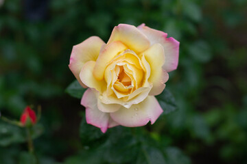 One yellow pink rose in the garden.