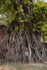 Buddha Head In Root Of Tree, Wat Mahathat Temple In Phra Nakhon Si Ayutthaya, Thailand.