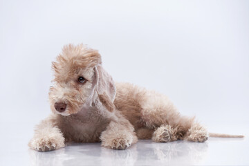 bedlington puppy. Cute dog on a light gray background
