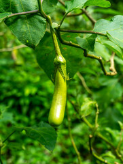 green brinjal on tree