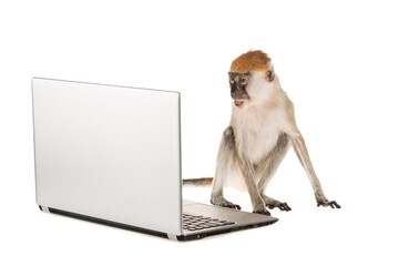 Monkey using a laptop computer