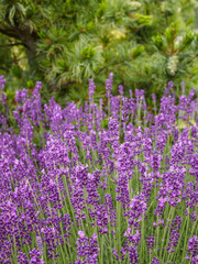 Obraz premium Close up of lavender field. Green conifers on background. Horizontal shot.