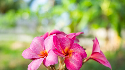 beautiful pink flower in green blurry background. topical summer flower, background texture.