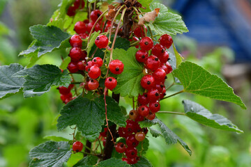 Clusters of ripening red currants on the bushes after the rain. Wet leaves and berries.