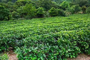 Image of a tea plantation in Taiwan