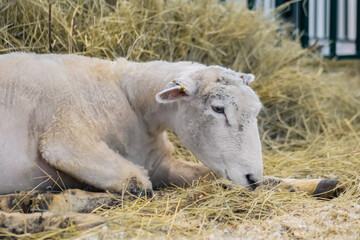 Portrait of cute white sheep eating hay at agricultural animal exhibition, small cattle trade show - close up. Farming, feeding, agriculture industry, livestock and animal husbandry concept