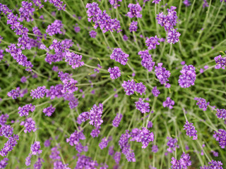 Bee insects collects pollen and nectar on lavender field. Overhead 
