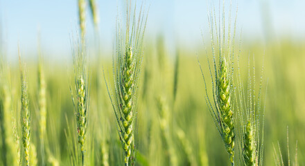  rye ears with water drops, field of rye after rain in a summer day
