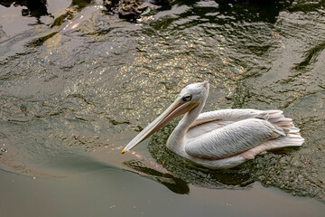 Pelican