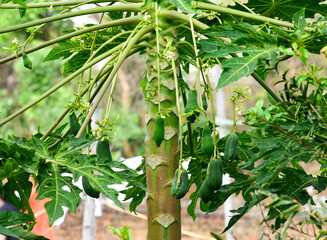 Fototapeta na wymiar Papaya fruit hanging on the tree.