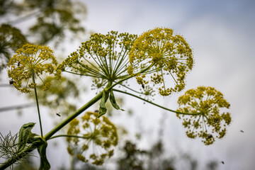 Delicate green flowers in bloom
