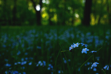 Blue flowers in the garden. Myosotis