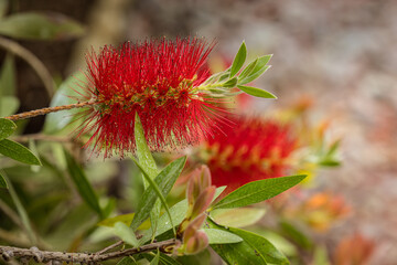 Red Bottlebrush flower (Myrtaceae Callistemon citrinus 'Splendens')