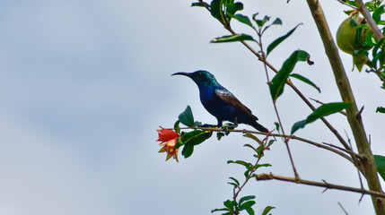 Palestine sunbird (Cinnyris osea) standing on the flower branch and looking away.