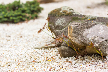 A small sprout breaks out from under a huge stone. A natural picture for the background.