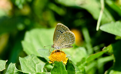 Dark Grass Blue (Zizeeria karsandra) butterfly on the grass flower  in the garden