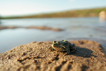 green frog sits on the shore of a reservoir, river or pond in its natural habitat. the animal world. Small depth of field, close-up. Copy space.
