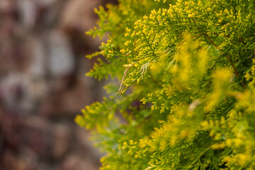 Close-up view of a green leaf on a blurred green background in a garden with a copy of the space, using as a background natural green plants landscape, ecology,