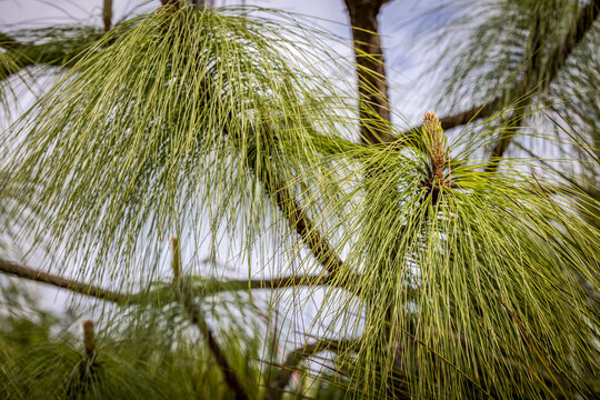 Spiky Pine tree (Pinaceae Pinus Devoniana 'Ocote')