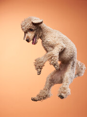 Funny active dog jumping , happy small poodle on orange background