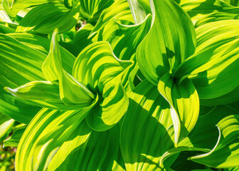 Fototapeta na wymiar Green leaf abstract background. Veratrum, False Hellebore texture closeup