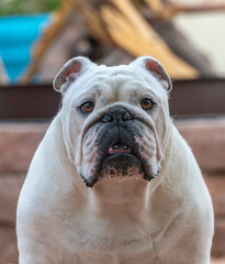 Close up headshot of a white bulldog