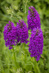 Obraz premium Purple flowers in a meadow