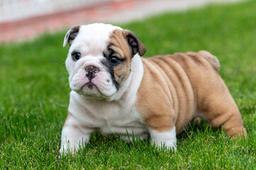 Fototapeta premium Bulldog puppy standing in the grass
