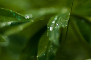 Close-up view of a green leaf with drops after rain in the garden with copying the space, using as a background natural green plants landscape, ecology,