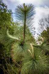 Montezuma Pine (Pinaceaea Pinus Montezumae)