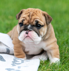 Young bulldog puppy close up in the grass