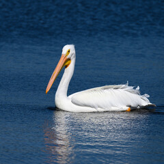 white pelican swimming in the water