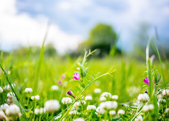 Spring or summer nature background with green grass and wildflowers