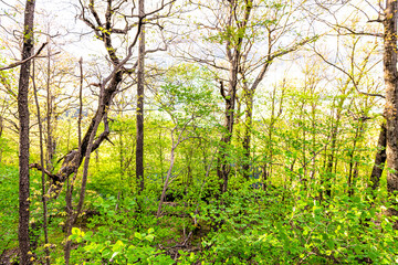 Green lush forest woodland in Wintergreen resort town village near Blue Ridge parkway mountains in early spring summer with trunks pattern