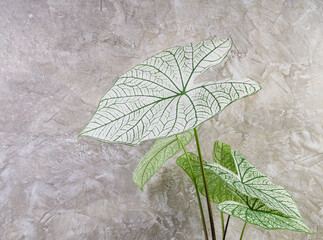Beautiful Caladium Bicolor Vent,Araceae,Angel wings green leaf houseplants  over cement wall background
