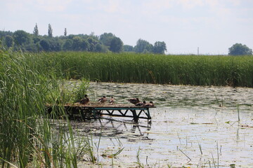 Kaczki na pomoście nad rzeką Narew © Monika