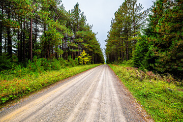 Fototapeta na wymiar Car point of view wide angle road through spruce pine tree forest lining dirt path in Dolly Sods, West Virginia autumn fall season