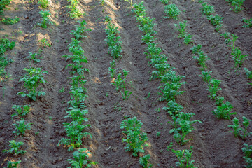 Fototapeta na wymiar Green potato bushes grow in the garden bed.