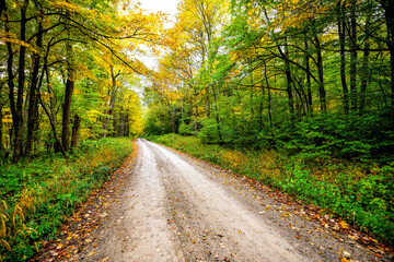 Landscape view of forest in early autumn fall foliage season trees lining dirt road path in Dolly...