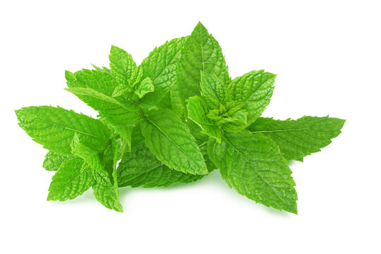 Mint isolated on a white background
