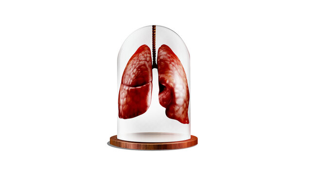 lungs in a glass tube on white background