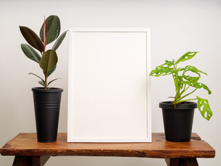 Mock up white wooden poster frame decor with  Rubber plant(Ficus Elastica) and Monstera obliqua in black container on wooden chair